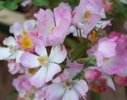 گل رز مینیاتوری